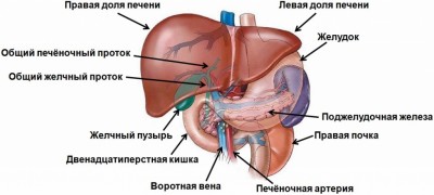 Печень и как вылечить