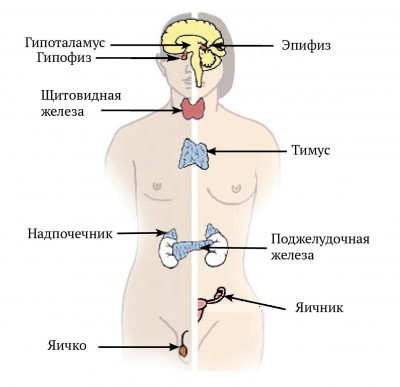 Эндокринные железы