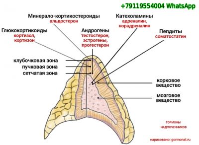 Надпочечники, основные функции и гормоны