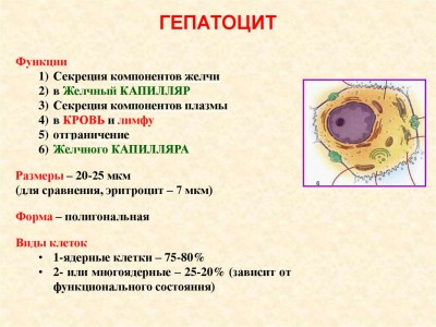 Гепатоциты: что такое