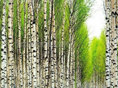 Чай из березовых листьев — лучшее средство для выведения воды из организма.