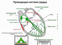 Коронарное кровообращение